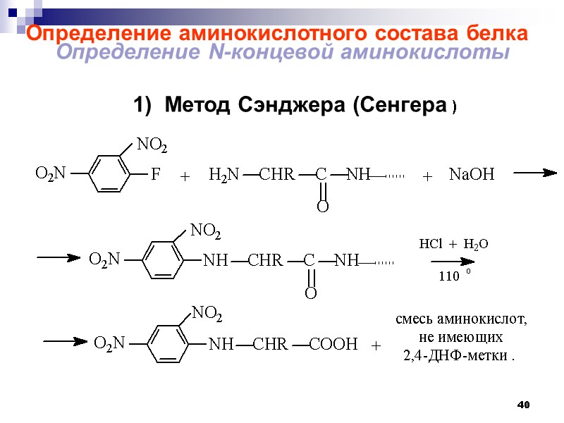 40 Определение аминокислотного состава белка  Определение N-концевой аминокислоты     